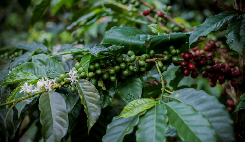 Peru- Asociacion El Gran Mirador - Medium Roast