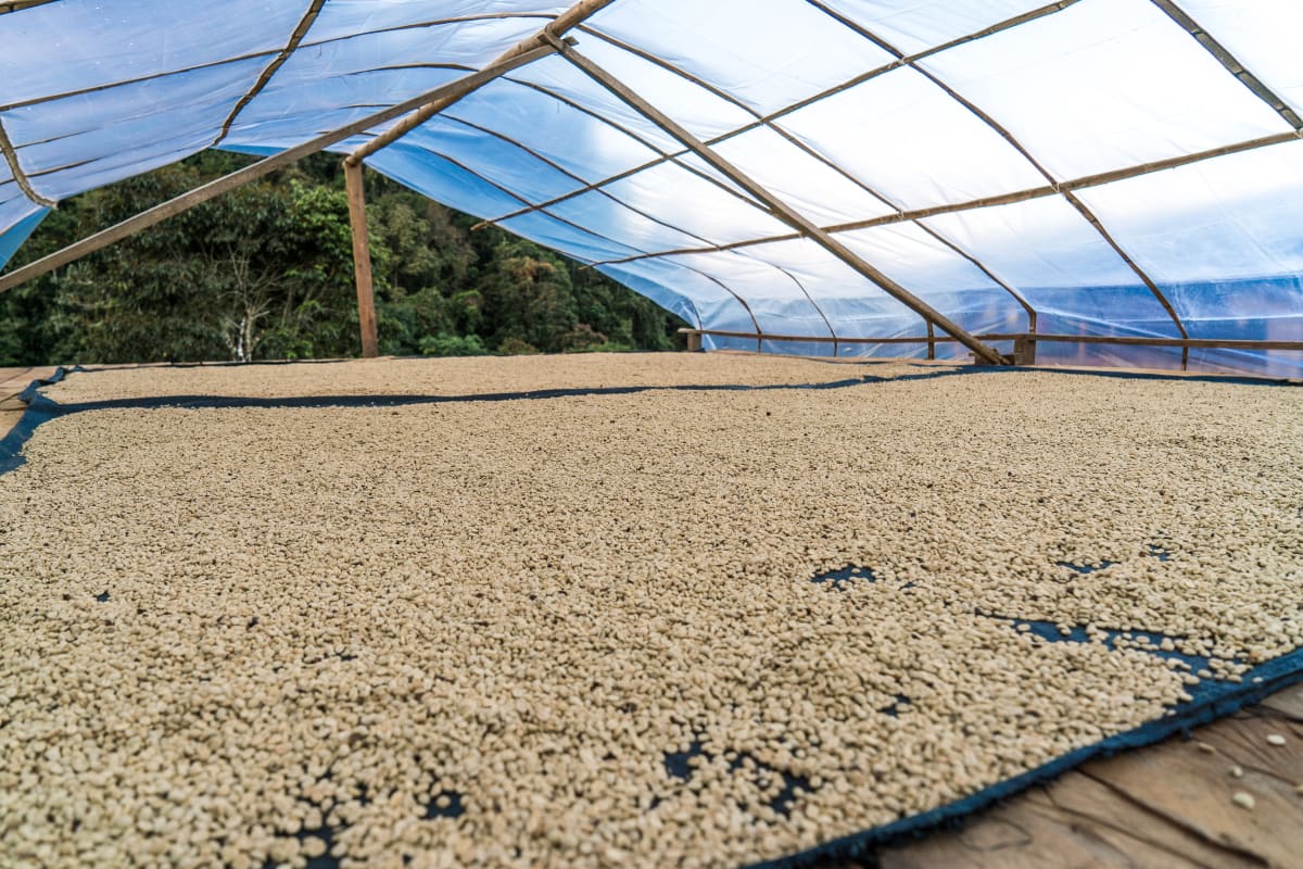 Peru- Asociacion El Gran Mirador - Medium Roast