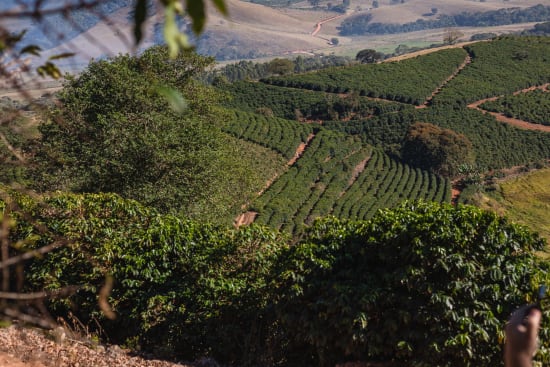 Brazil Natural – Serra Negra - Dark Roast