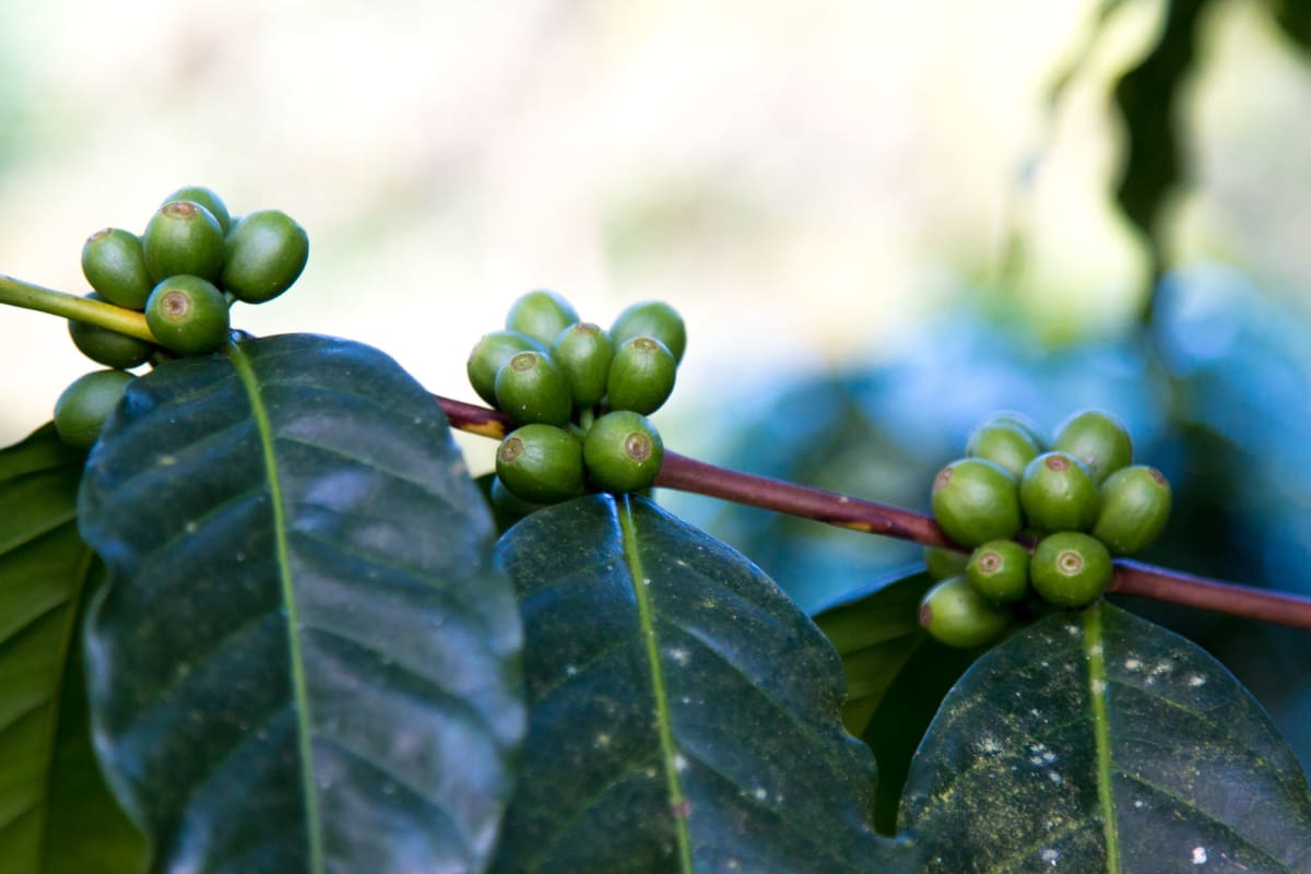 Colombia - Excelso Gran Galope- Dark Roast