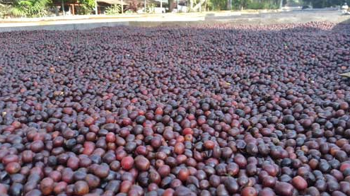 El Salvador - Santa Ana Balam- Light Roast
