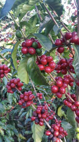 El Salvador - Santa Ana Balam- Light Roast