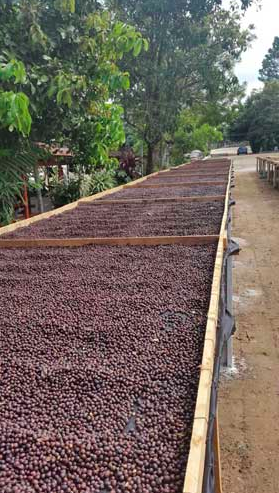 El Salvador - Santa Ana Balam- Light Roast