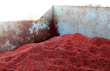 Roaster's Reserve Kenya -  Gichathaini - AA - Nyeri Washed