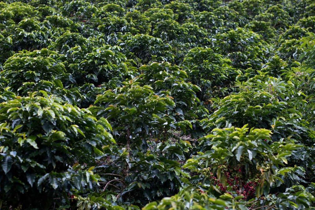 Colombia - Excelso Gran Galope- Dark Roast