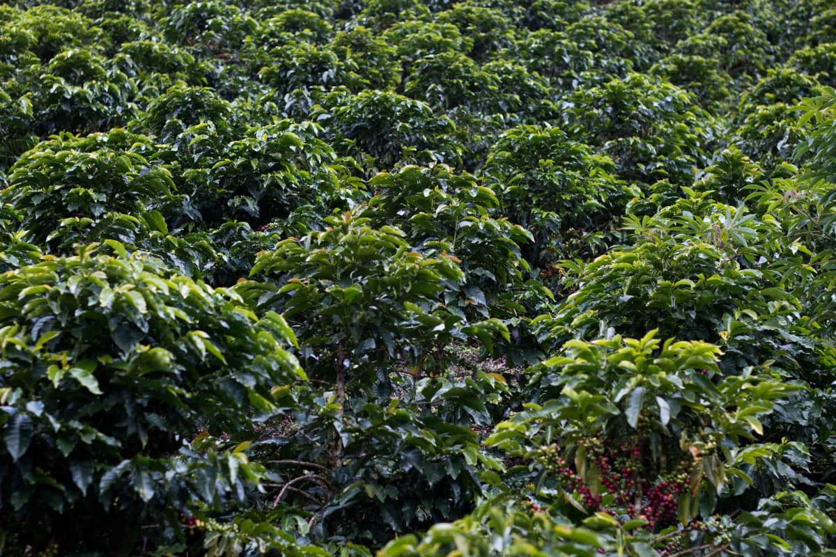 Colombia - Excelso Gran Galope- Dark Roast
