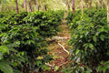 Guatemala Bella Carmona